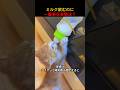 ミルク飲むのに一番楽な姿勢は？