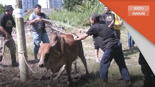 Anak Muda Kampung Kangkar Tebrau Uruskan Sepenuhnya Ibadah Korban