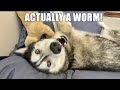 Weird Husky Has WORM DNA!