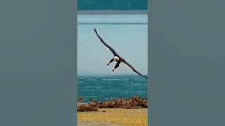 Grass Rock judul lagu Bersamamu