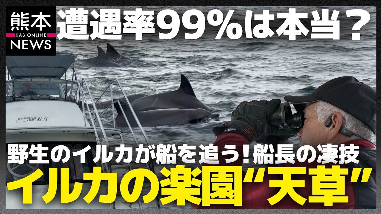 手が届く距離にイルカ！？国内外から観光客が殺到する天草イルカツアー