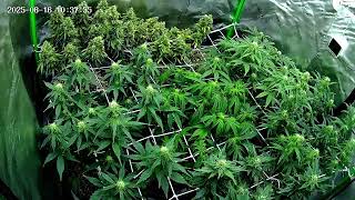 16/08/2025 - Strains - Chemdawg + Z-UP + Apple S. + Orange Sherbet + Cream C. + Gorilla C. + 69.G