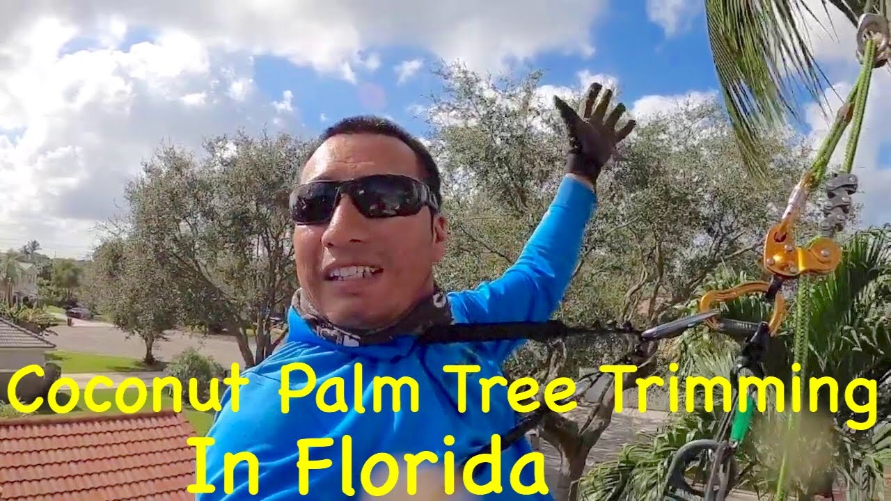 Coconut Palm Tree Trimming in Florida ???? YouTube