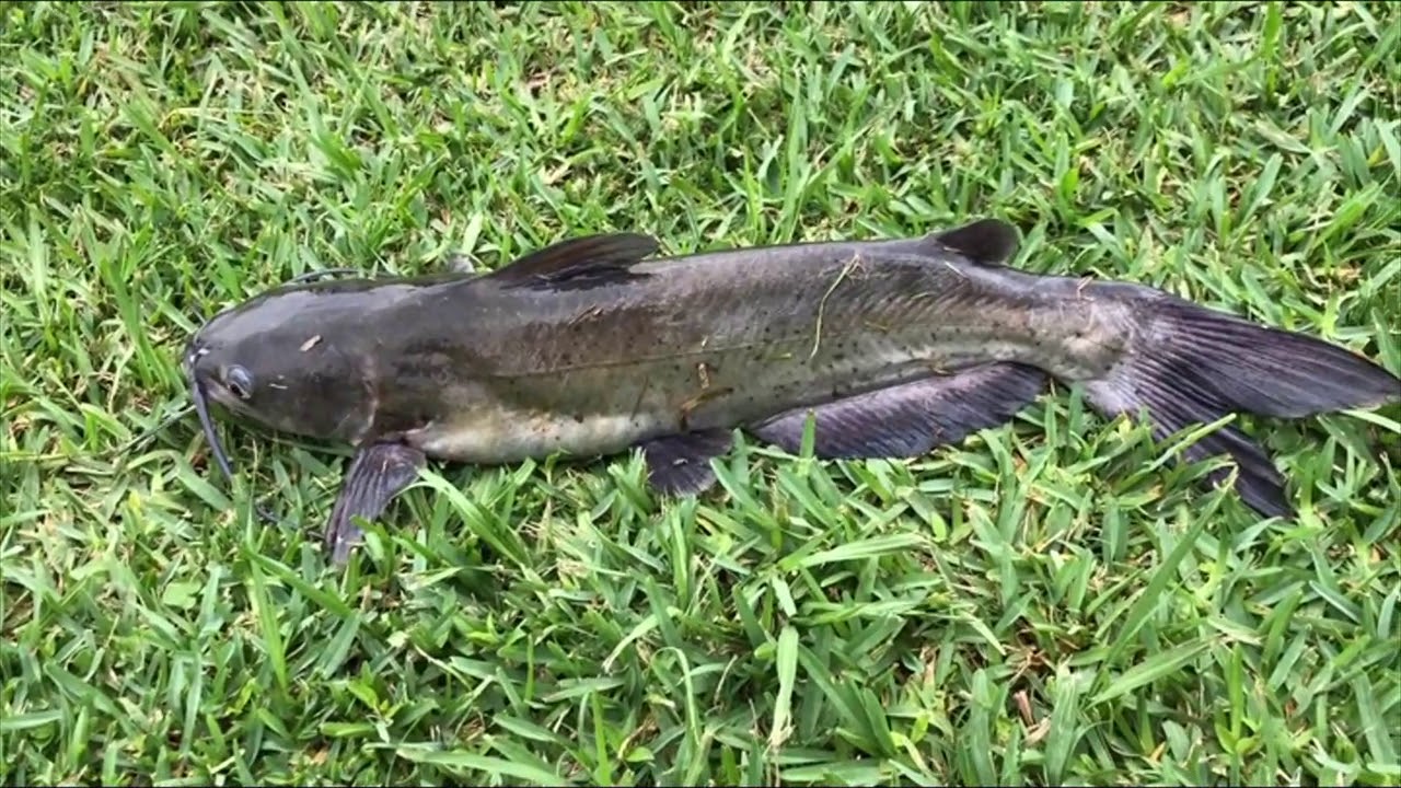 Texas Fishing Part 3 Lake Woodlands Large Catfish June 2020 YouTube