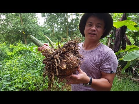 Video: Có đào được Khoai Trong Mưa Không