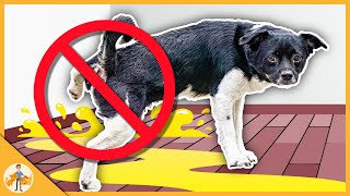 How Long Can Your Dog Safely Hold Their Pee - Veterinarian Explains