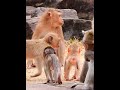 Beautiful baby monkey with their mother #funnymonkey #rescuemonkey #babymonkey #monkey #monkeysr
