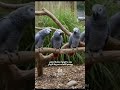 خمس ببغاوات عملوا عصابة 😂🦜