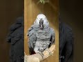 خمس ببغاوات عملوا عصابة 😂🦜