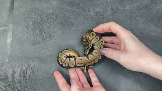 66% het Tri-Stripe / VPI Axanthic / Hypo Ball Python - 2023.6-6