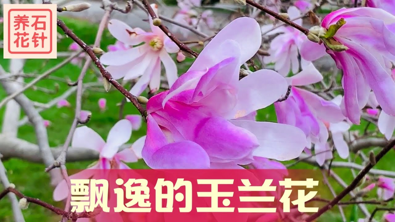 粉嫩星型玉兰花 看看这家的春季养护特点 值得推荐 Pink Star Magnolia Youtube