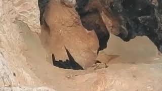 Peregrine Falcon parents changing shift.