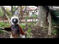 Coquerel's sifaka explore new Primate Canopy Trails at Saint Louis Zoo