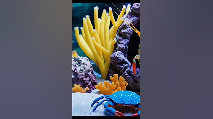 Crab in the sea
