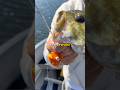 Catching a fish with a Fortnite flopper