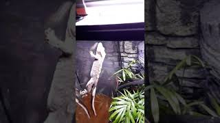 Chunky Crested Gecko walks on glass