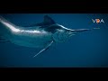 Animals - Black Marlin - Cá cờ Ấn Độ