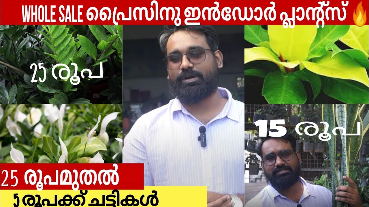 Wholesale പ്രൈസിനു ഇൻഡോർ പ്ലാന്റ്സ് വൻ വിലക്കുറവിൽ Indoor plants thrissur Plants YouTube
