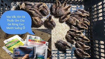 Vào Vắc Xin Và Thuốc Úm Cho Gà Rừng F Mới Suống Ổ Được Chia Sẻ Tại Kênh Núi Rừng Tv | Tập 1|