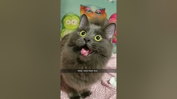 When The Catnip Hits on 4/20! #Shorts