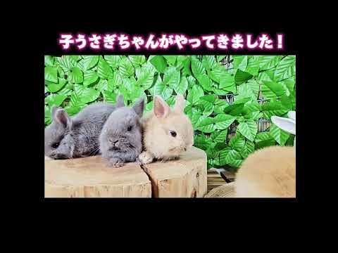 5種の巨大ウサギを徹底比較！あなたにぴったりの品種はどれ？