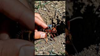 velvet mutillidae nighat camera led #youtubeshorts #viralvideo #shorts