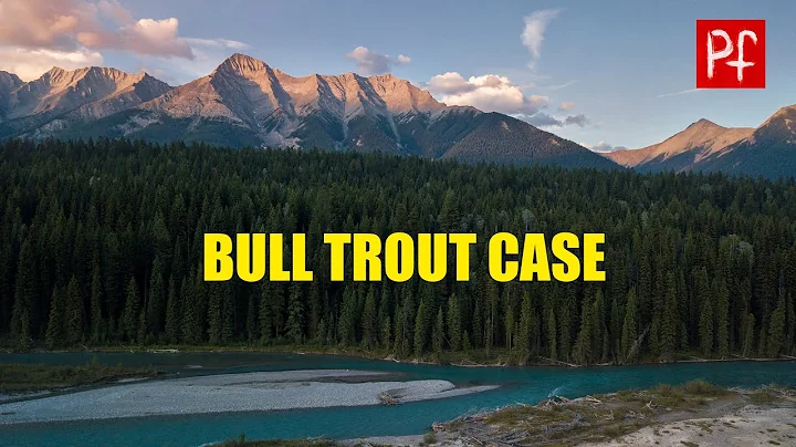 Bull Trout Case - Fly Fishing in Fernie, BC