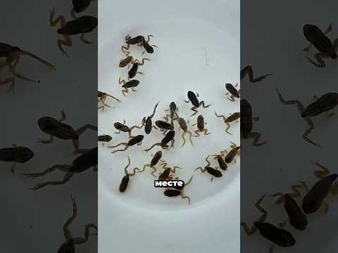Девушка получила в подарок целую армию лягушек 🐸