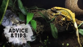 Advice For New Crested Gecko Owners!