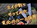 ワンダフルワン鹿児島スイカ割りにチャレンジしたらあまりにも面白すぎる映像が撮れた編