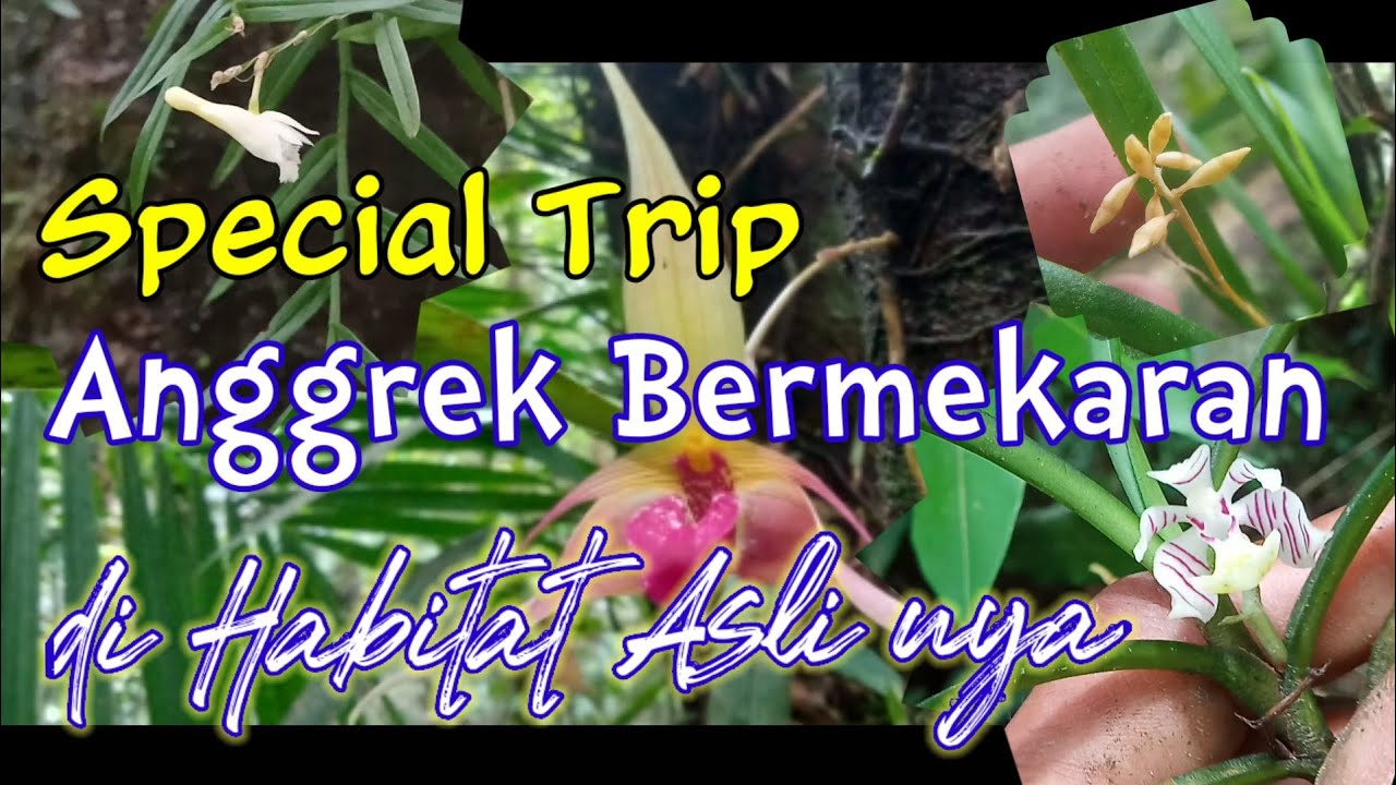 Wild Orchid in Forest ; Anggrek Bermekaran di Habitat Aslinya