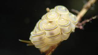 Doto Nudibranchs Doto greenamyeri is a species of sea slug, a dendronotid nudibranch, a marine gastropod mollusc in the family Dotidae.
