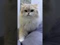 wait for it 🥰 #catsoftiktok #funnycat #kitten #cutecats #catlovers