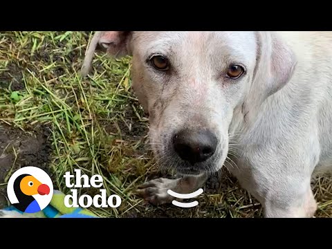 Video: Vyras mirė bandydamas išsaugoti savo šunis nuo Vakarų Virdžinijos potvynių