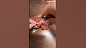 ASMR Crunchy Bearded Dragon Shedding 🦎 #shedding #reptiles #asmr #lizard #satisfying