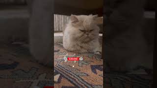 Soğuk Espiriye Lokumun Tepkisizliği