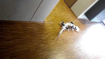 The Pleurobot (biorob lab) in action at EPFL in Switzerland.