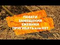 Побеги замещения ежевики. Пригибать или нет???