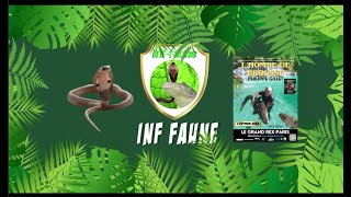 Les Cobras Indiens - Le Naja Naja