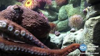 Sy the Giant Pacific Octopus