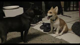 Milo Puppy 20 Noisy Playtime