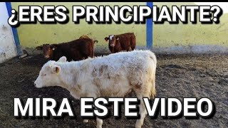 PIENSAS INVERTIR EN LA ENGORDA DE BECERROS | PARTE 1