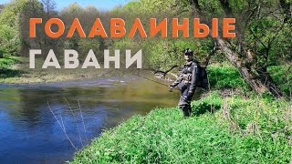 Голавлиные гавани