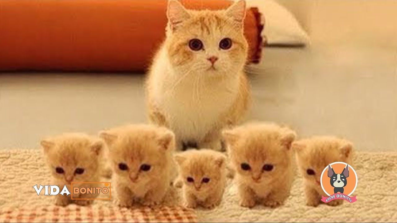 Bebês Gatos Compilação De Vídeos De Gatos Fofos E Engraçados # 2 Gatinhos  Fofos Do Mundo 