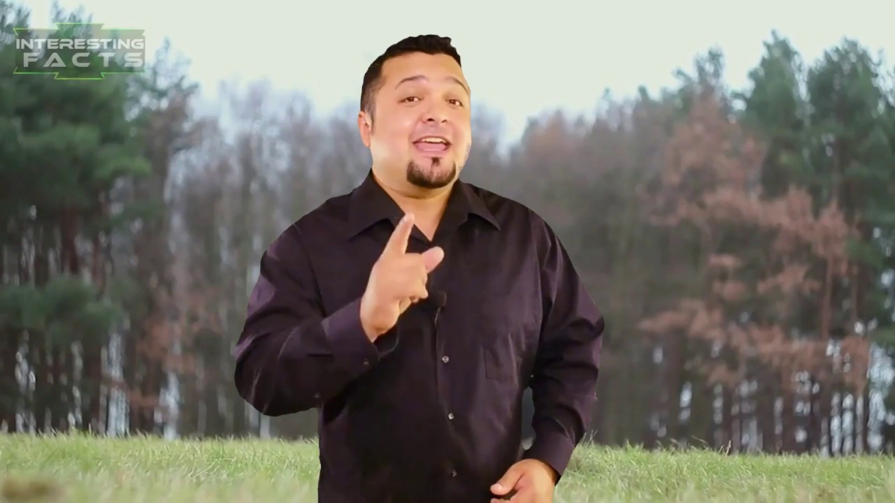 dog training puppy training! dog training basic commands YouTube