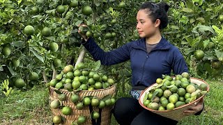 Harvest the lemon garden to bring to the market to sell