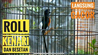 Murai Batu Gacor Full Isian Besetan Dan ROLL KENARI