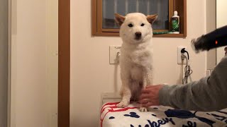 ドライヤーで乾かしてるとはやーくと２回喋ってしまう柴犬
