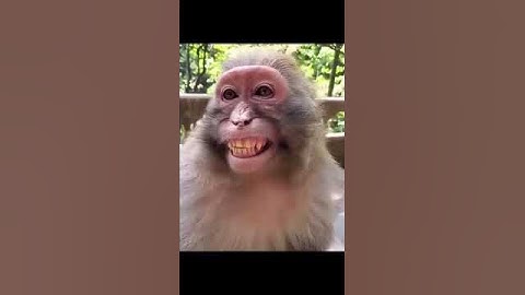 monkey vlog 🙉