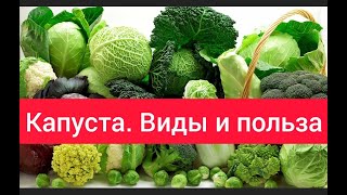 Капуста  Виды, польза, вкусные рецепты